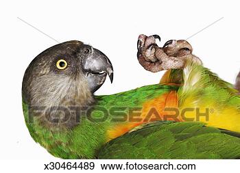 Stock Photograph - senegal parrot 
(poicephalus senegalus) 
lying on back, 
close-up. fotosearch 
- search stock 
photos, pictures, 
images, and photo 
clipart