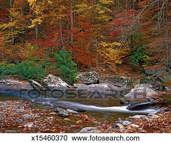 Stock Photography - usa, tennessee, 
great smoky mountains 
national park, 
trees along river. 
fotosearch - search 
stock photos, 
pictures, images, 
and photo clipart