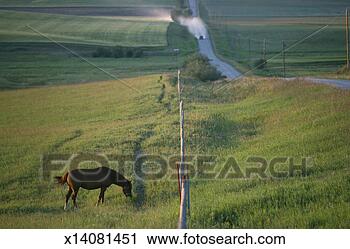 Stock Photography - canada, alberta, 
horse grazing 
in field near 
country road. 
fotosearch - search 
stock photos, 
pictures, images, 
and photo clipart