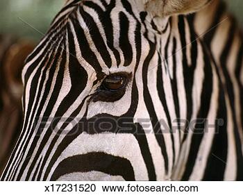 Stock Photography - close-up of zebra's 
head. fotosearch 
- search stock 
photos, pictures, 
images, and photo 
clipart