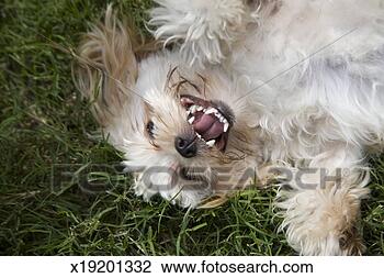 Stock Photo - dog (poodle-shih 
tzu mix) lying 
on lawn, overhead 
view. fotosearch 
- search stock 
photos, pictures, 
images, and photo 
clipart