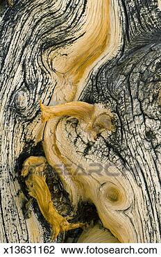 Stock Photo - weathered wood 
of ancient bristlecone 
pine. fotosearch 
- search stock 
photos, pictures, 
images, and photo 
clipart
