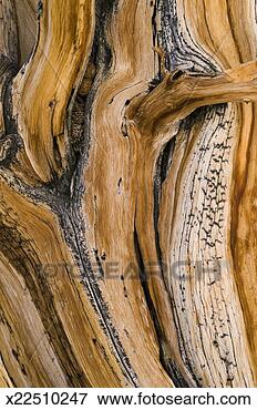 Picture - weathered wood 
of ancient bristlecone 
pine. fotosearch 
- search stock 
photos, pictures, 
images, and photo 
clipart