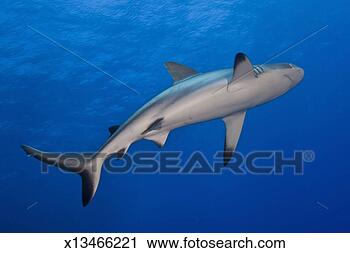 Stock Photography - australia,  great 
barrier reef, 
 grey reef shark, 
 low angle view. 
fotosearch - search 
stock photos, 
pictures, images, 
and photo clipart