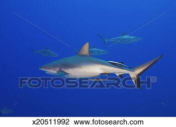 Stock Photo - australia, great 
barrier reef, 
grey reef sharks, 
underwater view. 
fotosearch - search 
stock photos, 
pictures, images, 
and photo clipart