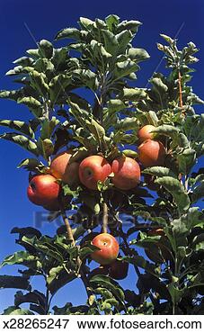 Picture - australia, menindee, 
royal gala apples 
on tree. fotosearch 
- search stock 
photos, pictures, 
images, and photo 
clipart