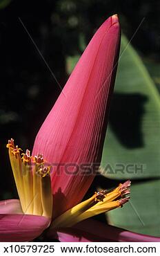 Stock Image - banana flower 
(musa sp), close-up. 
fotosearch - search 
stock photos, 
pictures, images, 
and photo clipart