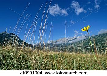 Stock Photo - france, french 
alps, brianton, 
flower in grass 
at summer. fotosearch 
- search stock 
photos, pictures, 
images, and photo 
clipart