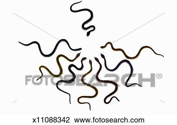 Stock Photo - group of snakes 
with heads together, 
view from above. 
fotosearch - search 
stock photos, 
pictures, images, 
and photo clipart