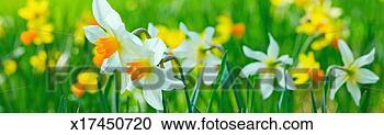 Stock Photography - narcissus and 
daffodils growing 
amongst green 
grass. fotosearch 
- search stock 
photos, pictures, 
images, and photo 
clipart