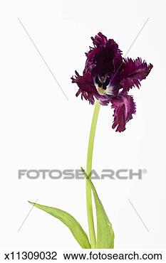 Stock Photo - blue parrot tulip, 
studio shot. fotosearch 
- search stock 
photos, pictures, 
images, and photo 
clipart