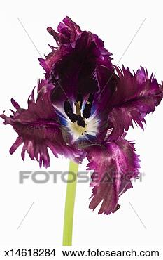 Stock Photo - blue parrot tulip, 
close up, elevated 
view, studio shot. 
fotosearch - search 
stock photos, 
pictures, images, 
and photo clipart