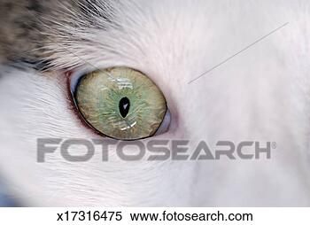 Stock Image - close-up of eye 
of domestic cat. 
fotosearch - search 
stock photos, 
pictures, images, 
and photo clipart