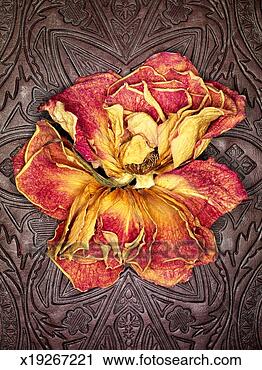 Stock Photography - dried rose flower 
on leather book 
cover,  close 
up,  close up. 
fotosearch - search 
stock photos, 
pictures, images, 
and photo clipart