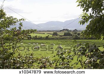Stock Photograph - ireland, kerry 
county, killorglin, 
sheep grazing 
on field. fotosearch 
- search stock 
photos, pictures, 
images, and photo 
clipart