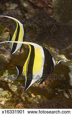 Stock Photography - pair of moorish 
idols (zanclus 
comutus) on tropical 
coral reef. fotosearch 
- search stock 
photos, pictures, 
images, and photo 
clipart