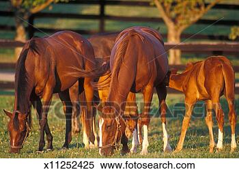 Stock Image - usa, kentucky, 
thoroughbred mares 
and foals grazing 
in pasture. fotosearch 
- search stock 
photos, pictures, 
images, and photo 
clipart
