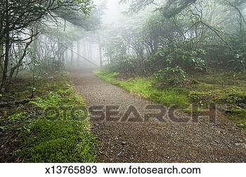 Stock Photo - usa, north carolina, 
pisgah national 
forest, misty 
path in forest. 
fotosearch - search 
stock photos, 
pictures, images, 
and photo clipart