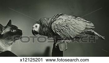Stock Photography - siamese cat and 
parrot face to 
face, (b&w). fotosearch 
- search stock 
photos, pictures, 
images, and photo 
clipart