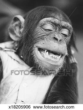 Stock Photo - chimpanzee wearing 
vest (b&w). fotosearch 
- search stock 
photos, pictures, 
images, and photo 
clipart