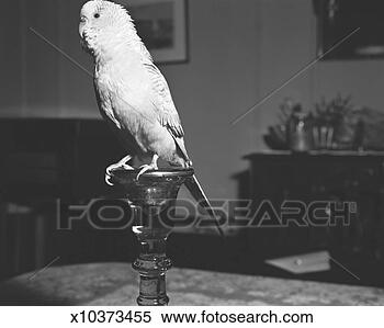 Stock Image - parrot sitting 
on candlestick, 
(b&w). fotosearch 
- search stock 
photos, pictures, 
images, and photo 
clipart