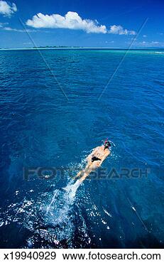 Stock Photograph - above view of 
a snorkeler in 
the pacific ocean. 
fotosearch - search 
stock photos, 
pictures, images, 
and photo clipart