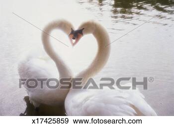 Stock Photograph - two swans with 
heads together 
and curving necks 
to form heart 
shape. fotosearch 
- search stock 
photos, pictures, 
images, and photo 
clipart