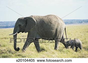 Stock Image - african elephant 
(loxodonta africana) 
with baby,  masai 
mara,  kenya. 
fotosearch - search 
stock photos, 
pictures, images, 
and photo clipart