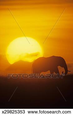 Stock Photo - african elephant 
(loxodonta africana) 
silhouetted at 
dawn,  kenya. 
fotosearch - search 
stock photos, 
pictures, images, 
and photo clipart