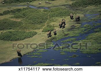 Picture - african elephants 
(loxodonta africana), 
 amboseli np kenya, 
 africa. fotosearch 
- search stock 
photos, pictures, 
images, and photo 
clipart