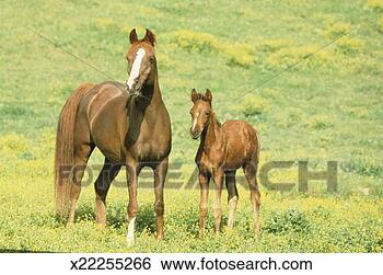 Stock Photo - arabian horses, 
mare with colt 
in field of yellow 
flowers. fotosearch 
- search stock 
photos, pictures, 
images, and photo 
clipart