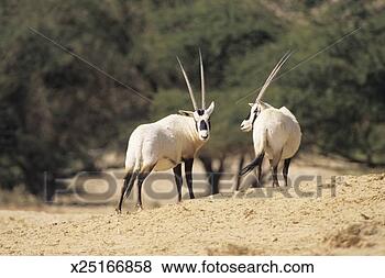 Stock Photo - arabian or white 
oryx (oryx leucoryx), 
israel, asia. 
fotosearch - search 
stock photos, 
pictures, images, 
and photo clipart