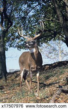 Stock Photo - big buck, whitetail 
deer, vertical 
view, usa. fotosearch 
- search stock 
photos, pictures, 
images, and photo 
clipart