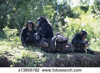 Stock Photo - chimpanzees (pan 
troglodytes). 
fotosearch - search 
stock photos, 
pictures, images, 
and photo clipart