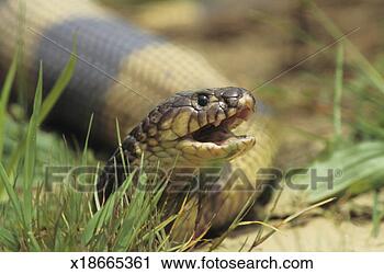Stock Photography - egyptian banded 
cobra (naja annulifera), 
zimbabwe, south 
africa. fotosearch 
- search stock 
photos, pictures, 
images, and photo 
clipart