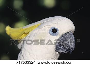 Stock Photo - sulphur-crested 
cockatoo (cacatua 
galerita),  close-up, 
 australia. fotosearch 
- search stock 
photos, pictures, 
images, and photo 
clipart