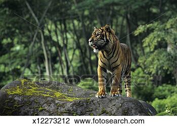 Sumatran+tiger+indonesia