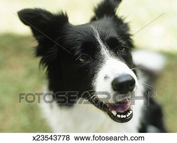 Stock Photo - border collie 
sitting on grass, 
close-up. fotosearch 
- search stock 
photos, pictures, 
images, and photo 
clipart