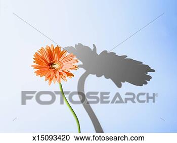 Stock Photography - single orange 
gerbera daisy 
and shadow, close-up. 
fotosearch - search 
stock photos, 
pictures, images, 
and photo clipart