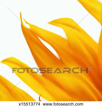 Stock Photo - close-up of a 
sunflower. fotosearch 
- search stock 
photos, pictures, 
images, and photo 
clipart