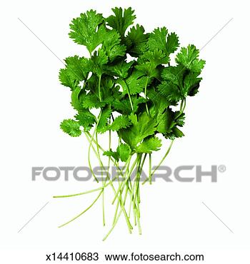 Stock Photo - close-up of coriander. 
fotosearch - search 
stock photos, 
pictures, images, 
and photo clipart