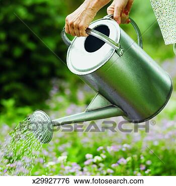 Stock Photo - close-up of woman's 
hands watering 
garden with watering 
can. fotosearch 
- search stock 
photos, pictures, 
images, and photo 
clipart