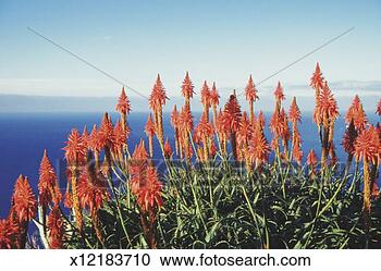 种类一应俱全的图片库\/图像库 - 花, 芦荟, vera,