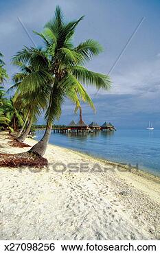 Stock Photo - palm tree on the 
beach,  rangiroa 
lagoon,  tuamotu 
islands,  french. 
fotosearch - search 
stock photos, 
pictures, images, 
and photo clipart