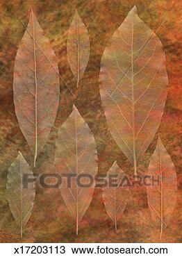 Drawing - arrangement of 
leaves. fotosearch 
- search clipart, 
illustration, 
drawings and vector 
eps graphics images