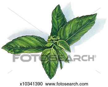 Stock Illustration - basil. fotosearch  - search clipart,  illustration,  drawings and vector  eps graphics images