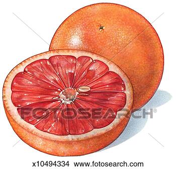 Stock Illustration - grapefruit. fotosearch 
- search clipart, 
illustration, 
drawings and vector 
eps graphics images
