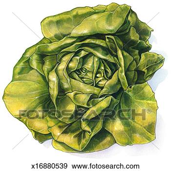Stock Illustration - head of lettuce. 
fotosearch - search 
clipart, illustration, 
drawings and vector 
eps graphics images