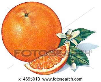 Drawing - orange. fotosearch 
- search clipart, 
illustration, 
drawings and vector 
eps graphics images