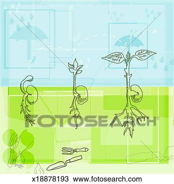 Drawing - stages of plant 
growth. fotosearch 
- search clipart, 
illustration, 
drawings and vector 
eps graphics images